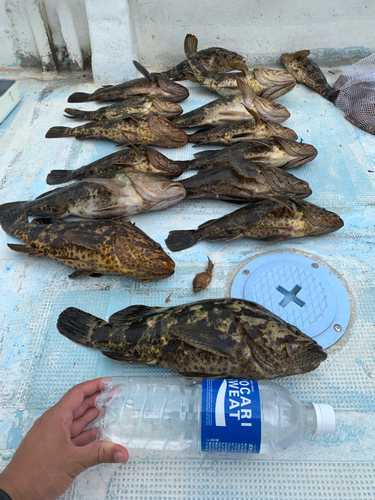 タケノコメバルの釣果