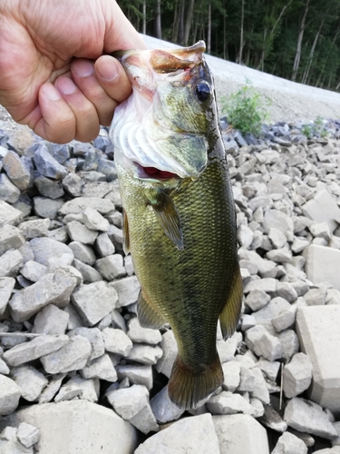 ラージマウスバスの釣果