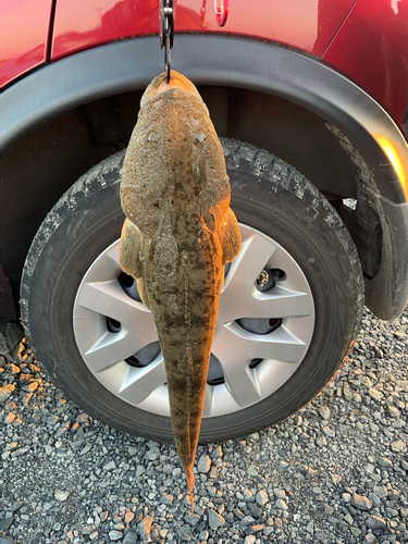 マゴチの釣果