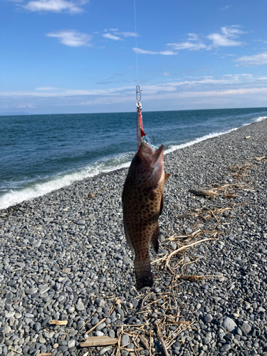 オオモンハタの釣果