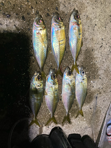 アジの釣果