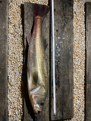 シーバスの釣果