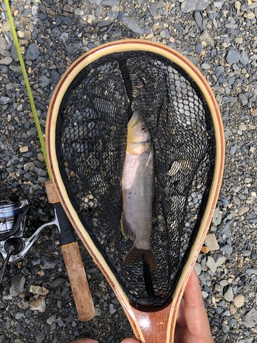 ケタバスの釣果