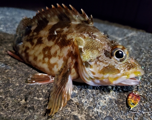 カサゴの釣果