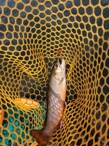 ブラウントラウトの釣果