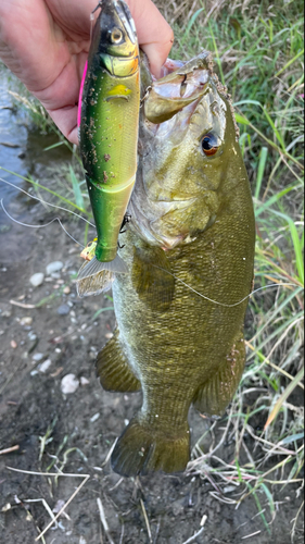 スモールマウスバスの釣果