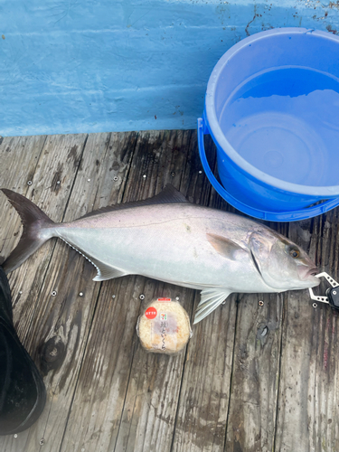 カンパチの釣果