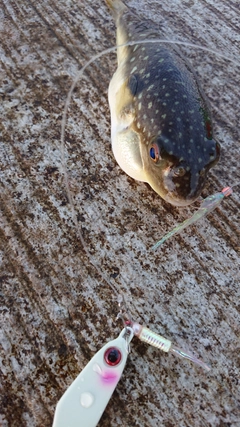 クサフグの釣果