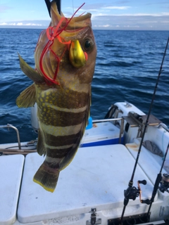 アオハタの釣果