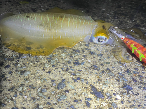 アオリイカの釣果