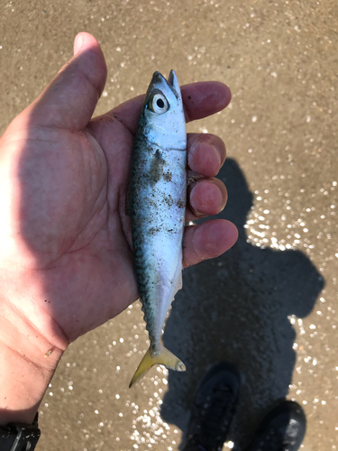 サバの釣果