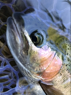 ニジマスの釣果