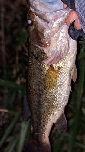 ブラックバスの釣果