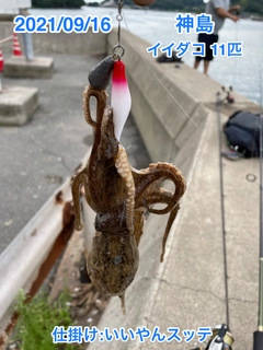 イイダコの釣果