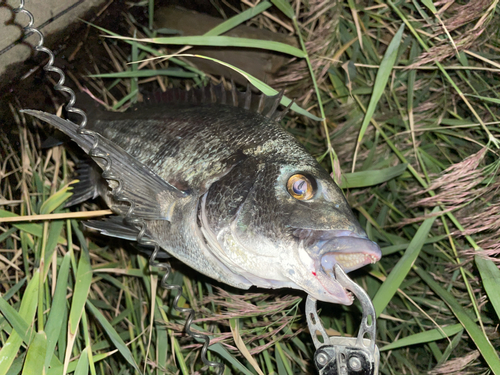 クロダイの釣果