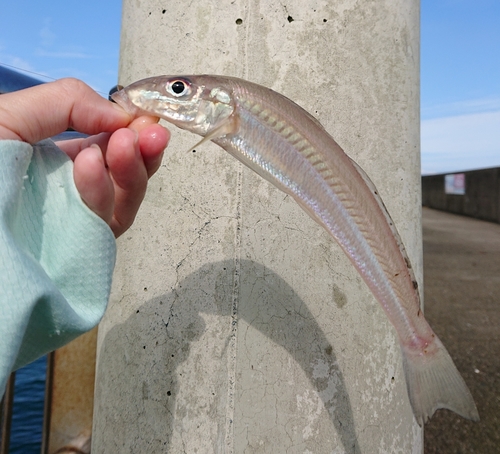 キスの釣果