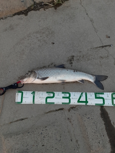 ニゴイの釣果