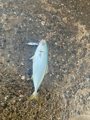 ワカシの釣果