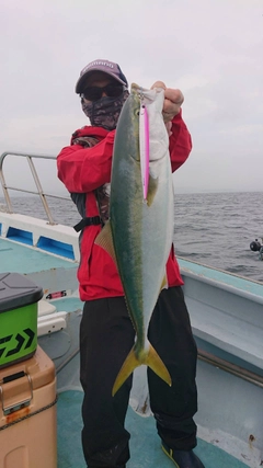 イナダの釣果