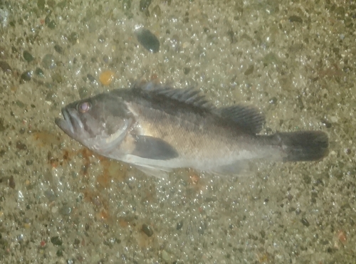 クロソイの釣果