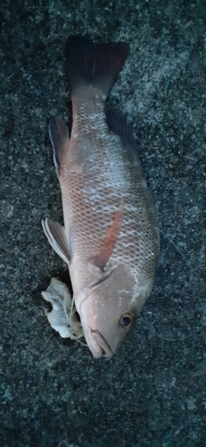 ゴマフエダイの釣果