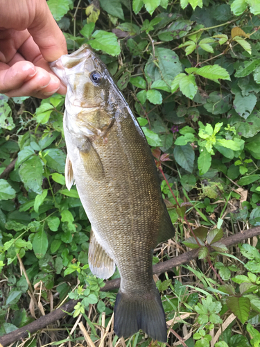 スモールマウスバスの釣果