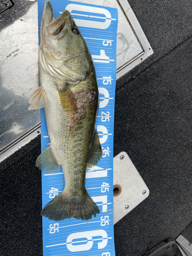 ブラックバスの釣果