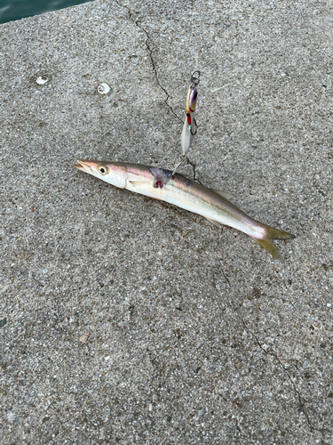 カマスの釣果