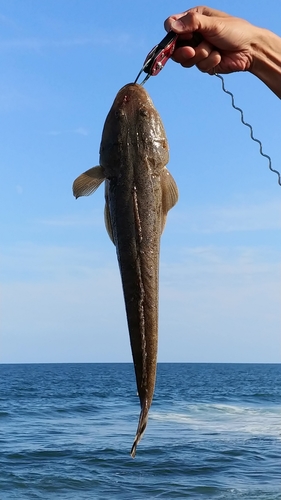 マゴチの釣果