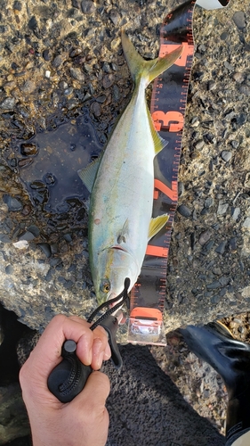 イナダの釣果