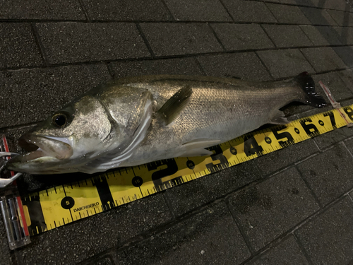 シーバスの釣果