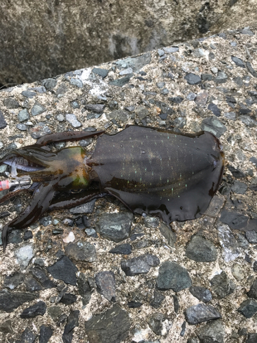 アオリイカの釣果