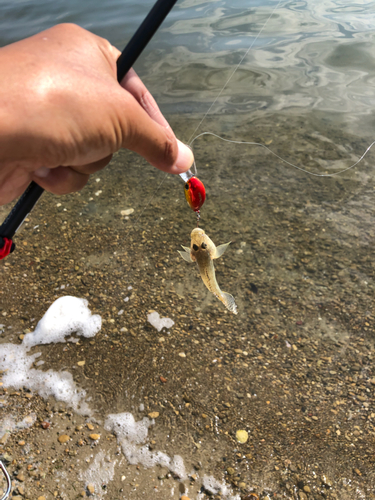 マハゼの釣果