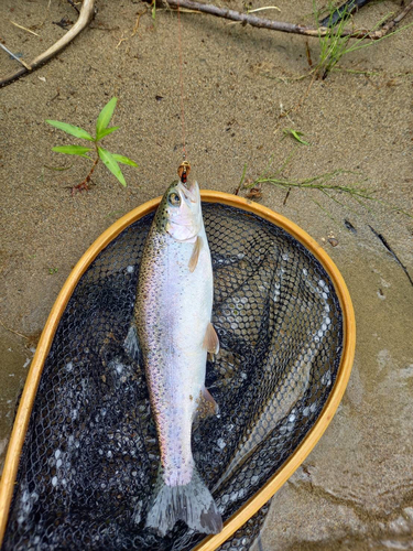 ヤマメの釣果