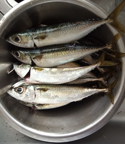 サバの釣果