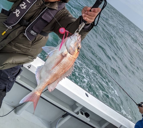 タイの釣果