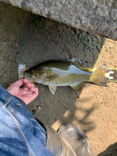 スモールマウスバスの釣果