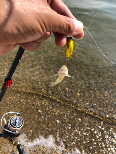 マハゼの釣果