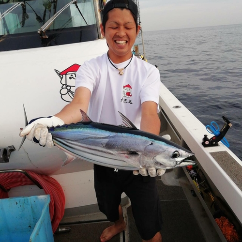 カツオの釣果