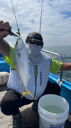 ツバスの釣果