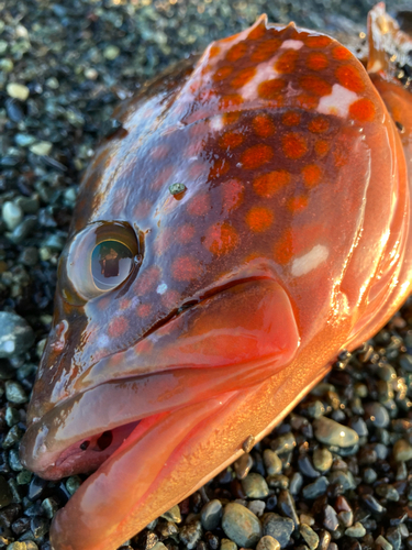 キジハタの釣果