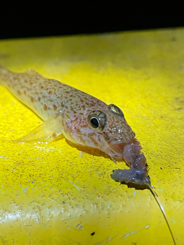 ハゼの釣果