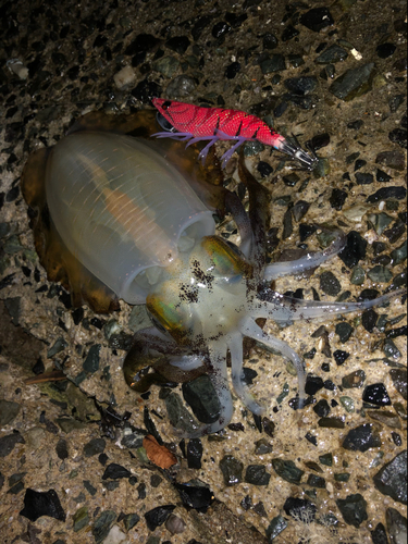 アオリイカの釣果