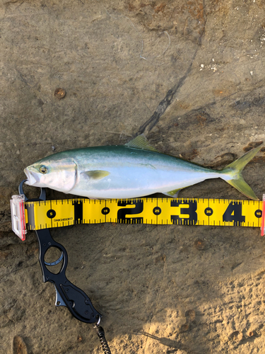 イナダの釣果