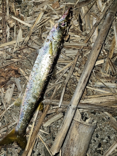 カマスの釣果