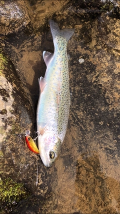 ニジマスの釣果