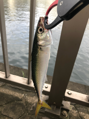 サバの釣果