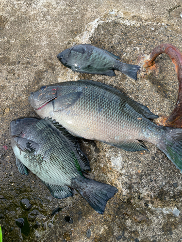 メジナの釣果