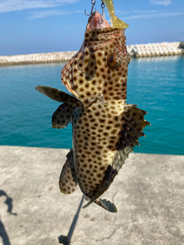 シロブチハタの釣果