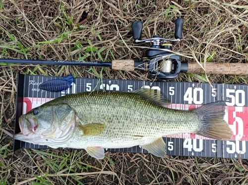 ラージマウスバスの釣果